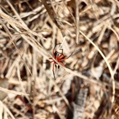 Nicodamus peregrinus at Eden, NSW - 8 Apr 2018 by RossMannell