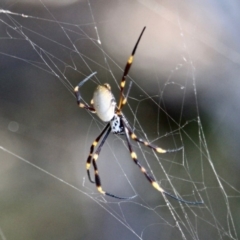 Nephila plumipes (Humped golden orb-weaver) at Ben Boyd National Park - 8 Apr 2018 by RossMannell