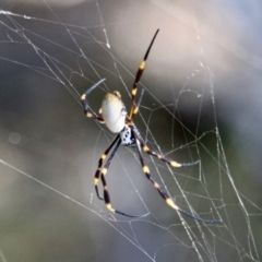 Trichonephila plumipes (Humped golden orb weaver) at Eden, NSW - 8 Apr 2018 by RossMannell