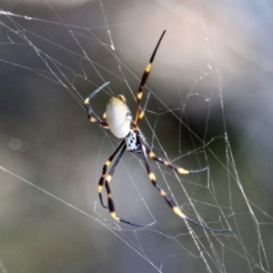 Nephila plumipes at Eden, NSW - 8 Apr 2018 11:34 AM