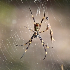 Nephila plumipes at Eden, NSW - 8 Apr 2018 11:34 AM