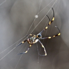 Nephila plumipes at Eden, NSW - 8 Apr 2018 11:34 AM