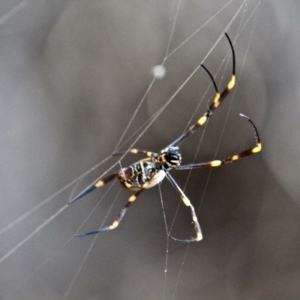 Trichonephila plumipes at Eden, NSW - 8 Apr 2018 11:34 AM