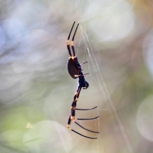 Nephila plumipes at Eden, NSW - 8 Apr 2018 11:34 AM