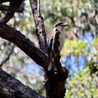 Dacelo novaeguineae (Laughing Kookaburra) at Ben Boyd National Park - 8 Apr 2018 by RossMannell