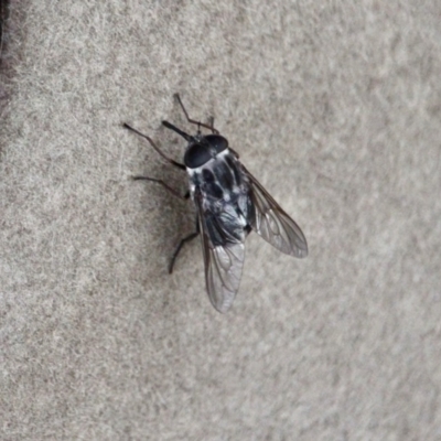 Copidapha sp. (March fly) at Eden, NSW - 8 Apr 2018 by RossMannell