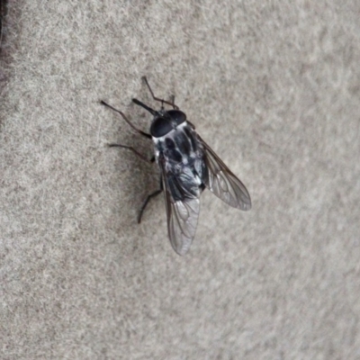 Copidapha sp. (March fly) at Ben Boyd National Park - 7 Apr 2018 by RossMannell