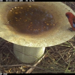 Platycercus elegans at Pambula Public School - 8 Apr 2018