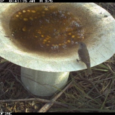 Pachycephala pectoralis (Golden Whistler) at Pambula, NSW - 6 Apr 2018 by pambulapublicschool