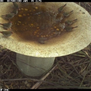 Neochmia temporalis at Pambula Public School - 8 Apr 2018