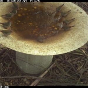 Neochmia temporalis at Pambula Public School - 8 Apr 2018 08:58 AM