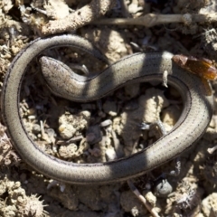Hemiergis talbingoensis (Eastern Three-toed Earless Skink) at Ainslie, ACT - 11 Apr 2018 by jb2602