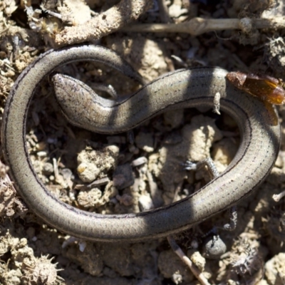 Hemiergis talbingoensis (Eastern Three-toed Earless Skink) at Ainslie, ACT - 11 Apr 2018 by jb2602
