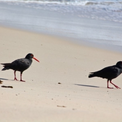 Haematopus fuliginosus (Sooty Oystercatcher) at Eden, NSW - 11 Apr 2018 by RossMannell