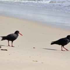 Haematopus fuliginosus (Sooty Oystercatcher) at Eden, NSW - 10 Apr 2018 by RossMannell