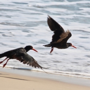 Haematopus fuliginosus at Eden, NSW - 11 Apr 2018