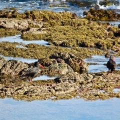 Haematopus fuliginosus at Eden, NSW - 11 Apr 2018