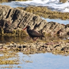 Haematopus fuliginosus at Eden, NSW - 11 Apr 2018