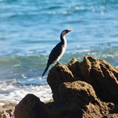 Microcarbo melanoleucos (Little Pied Cormorant) at Eden, NSW - 11 Apr 2018 by RossMannell