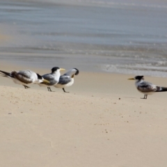 Thalasseus bergii (Crested Tern) at Eden, NSW - 11 Apr 2018 by RossMannell