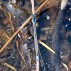 Ischnura heterosticta (Common Bluetail Damselfly) at Eden, NSW - 11 Apr 2018 by RossMannell