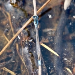 Ischnura heterosticta at Eden, NSW - 11 Apr 2018 11:20 AM
