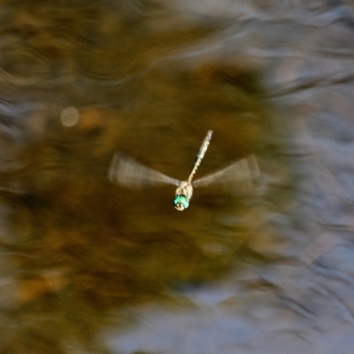 Hemicordulia australiae (Australian Emerald) at Eden, NSW - 11 Apr 2018 by RossMannell