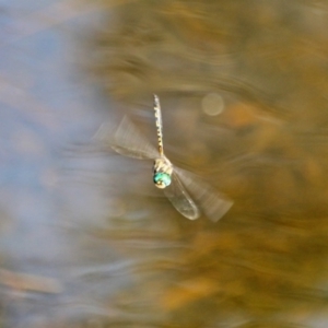 Hemicordulia australiae at Eden, NSW - 11 Apr 2018