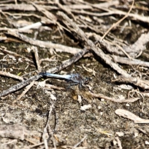 Orthetrum caledonicum at Eden, NSW - 11 Apr 2018 11:02 AM