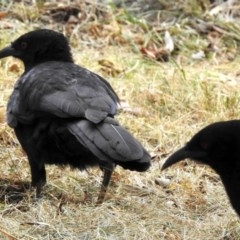 Corcorax melanorhamphos (White-winged Chough) at Aranda, ACT - 11 Apr 2018 by KMcCue