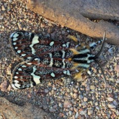 Apina callisto (Pasture Day Moth) at Googong, NSW - 10 Apr 2018 by Wandiyali