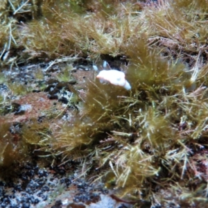 Goniobranchus albonares at The Blue Pool, Bermagui - 9 Apr 2018 07:00 AM