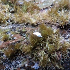 Goniobranchus albonares at The Blue Pool, Bermagui - 9 Apr 2018 07:00 AM