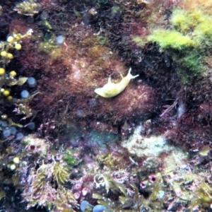 Aplysia parvula at Bermagui, NSW - 9 Apr 2018