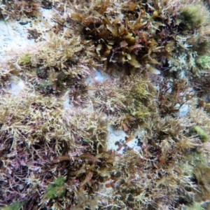 Bullina lineata at The Blue Pool, Bermagui - 9 Apr 2018 06:51 AM