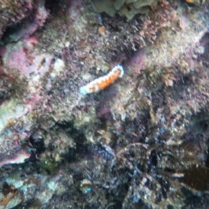 Goniobranchus collingwoodi at The Blue Pool, Bermagui - 11 Apr 2018 06:40 AM