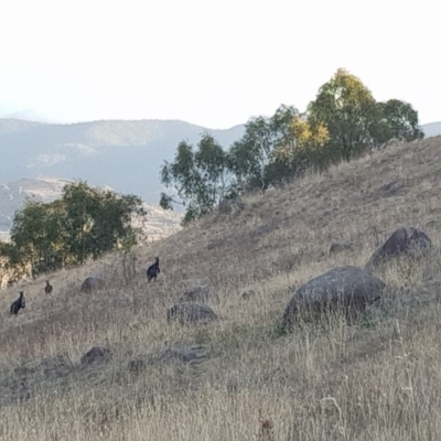 Osphranter robustus (Wallaroo) at Chapman, ACT - 11 Apr 2018 by angelb