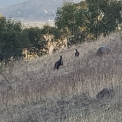 Osphranter robustus robustus at Chapman, ACT - 11 Apr 2018