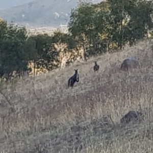 Osphranter robustus at Chapman, ACT - 11 Apr 2018