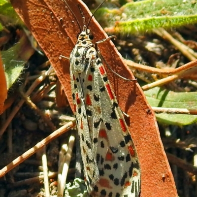 Utetheisa lotrix (Crotalaria Moth) at Paddys River, ACT - 10 Apr 2018 by RodDeb