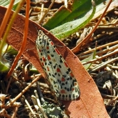 Utetheisa lotrix at Paddys River, ACT - 10 Apr 2018