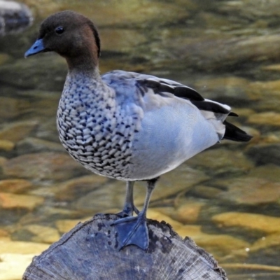 Chenonetta jubata (Australian Wood Duck) at Uriarra Village, ACT - 10 Apr 2018 by RodDeb