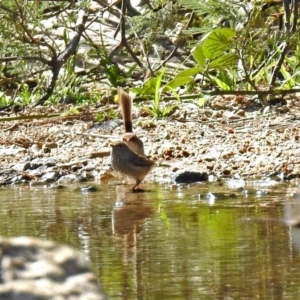 Acanthiza pusilla at Paddys River, ACT - 10 Apr 2018