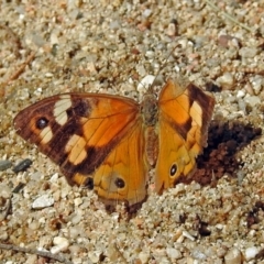 Heteronympha merope (Common Brown Butterfly) at Paddys River, ACT - 10 Apr 2018 by RodDeb