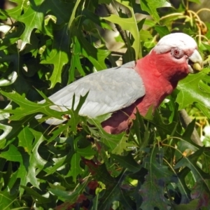 Eolophus roseicapilla at Paddys River, ACT - 10 Apr 2018