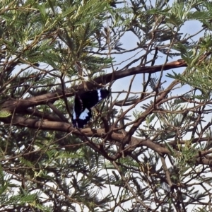 Papilio aegeus at Paddys River, ACT - 10 Apr 2018