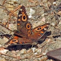 Junonia villida (Meadow Argus) at Paddys River, ACT - 10 Apr 2018 by RodDeb