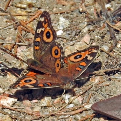 Junonia villida (Meadow Argus) at Paddys River, ACT - 10 Apr 2018 by RodDeb