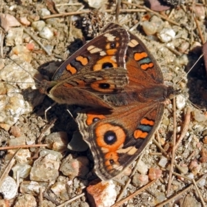 Junonia villida at Paddys River, ACT - 10 Apr 2018