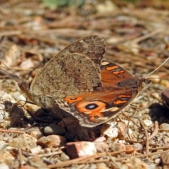 Junonia villida at Paddys River, ACT - 10 Apr 2018